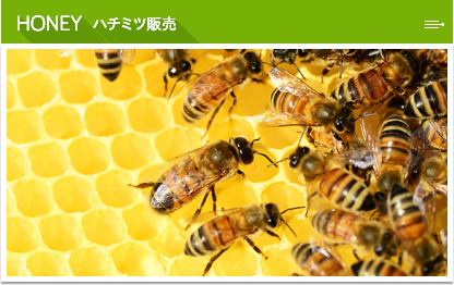 HONEY ハチミツ販売